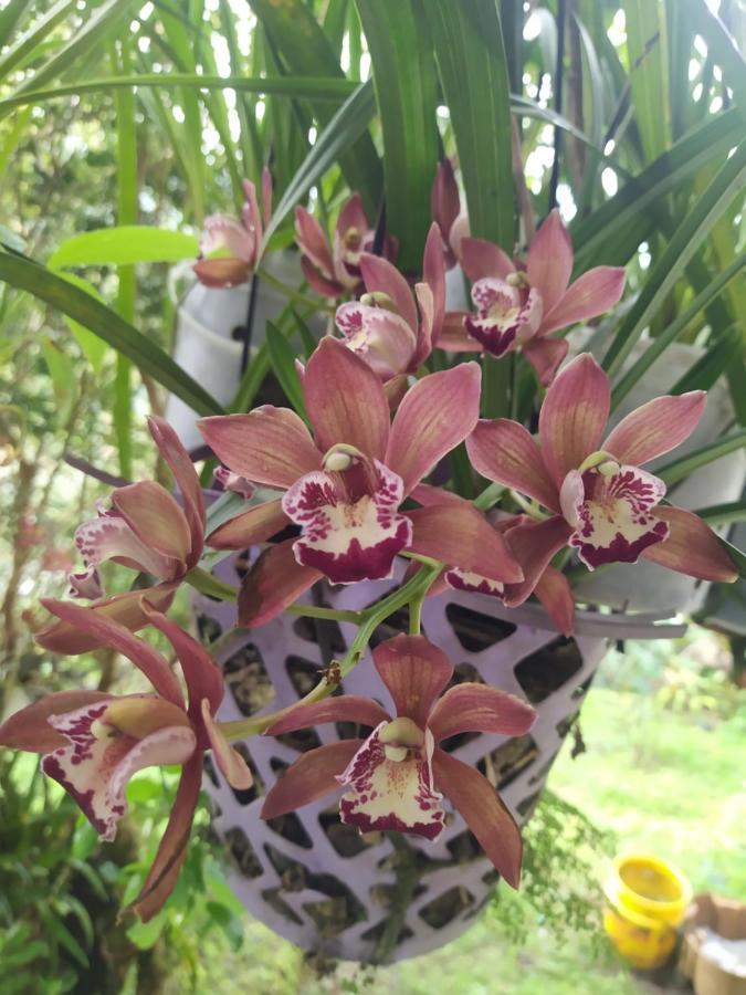 Eco Aldea Topacio ซาไซมา ภายนอก รูปภาพ