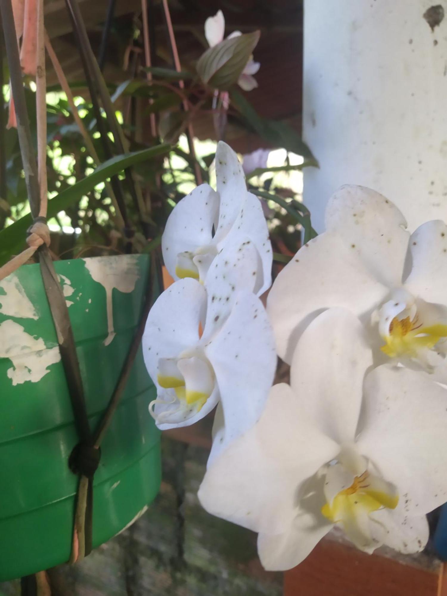 Eco Aldea Topacio ซาไซมา ภายนอก รูปภาพ